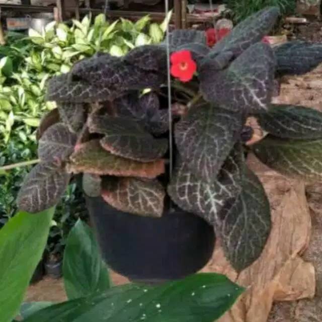 tanaman gantung episcia ungu