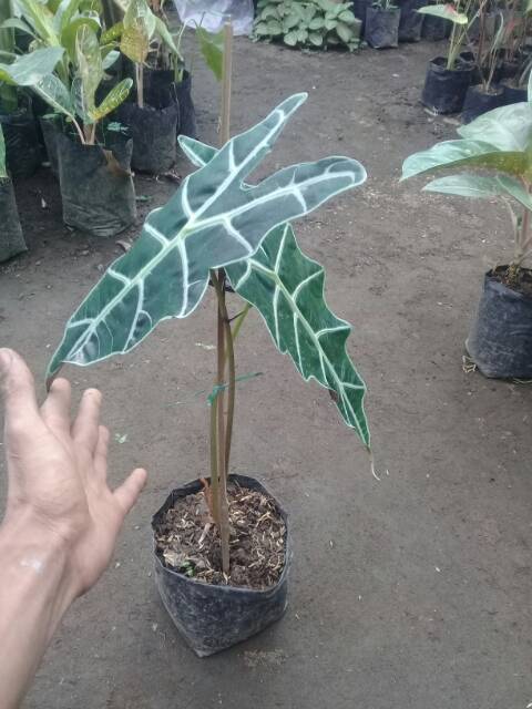 Keladi amazon..Alocasia amazonica