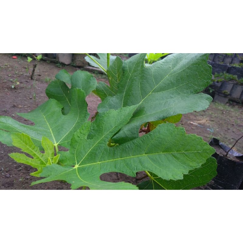 

Daun Tin segar satuan