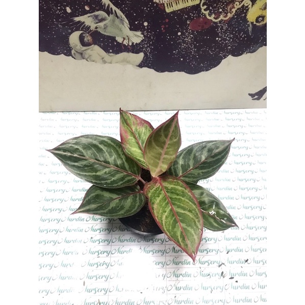 AGLONEMA LIPSTIK EMERALD DRAGON | TANAMAN HIAS AGLONEMA