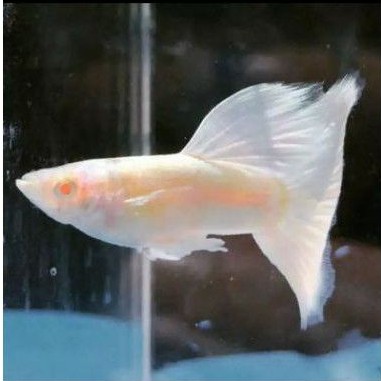 Ikan guppy albino full platinum pasangan