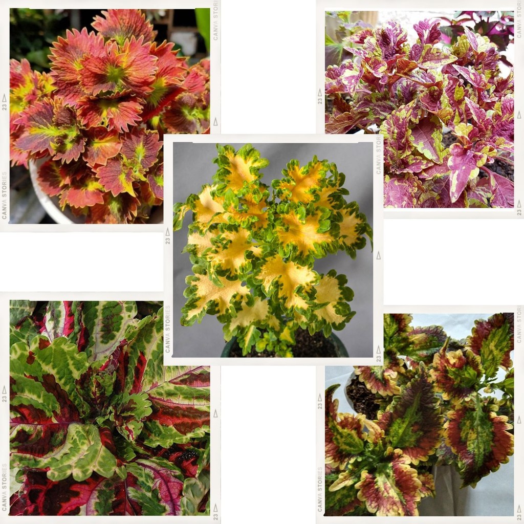 PAKET 5 POHON TANAMAN MIANA PREMIUM MIANA WARNA WARNI MIANA EKOR NAGA MIANA BATIK MIANA SULTAN COD