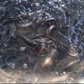 

Ikan Lele Fresh 1 Kg
