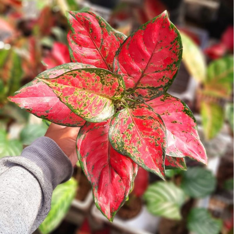 [BISA COD]AGLONEMA RED ANJAMANI KECIL/RED ANJA/AGLONEMA IMPOR MURAH/kelady wayang