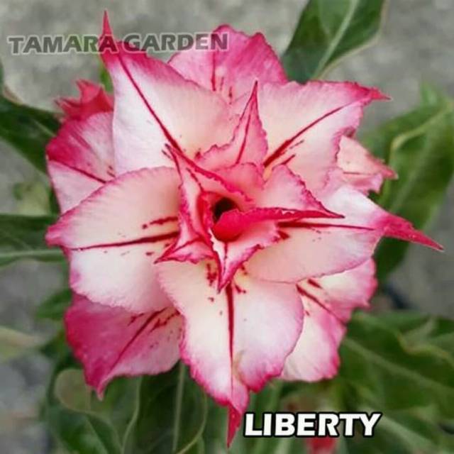 Bibit Bunga Kamboja Adenium Liberty - Tanaman Hias-0