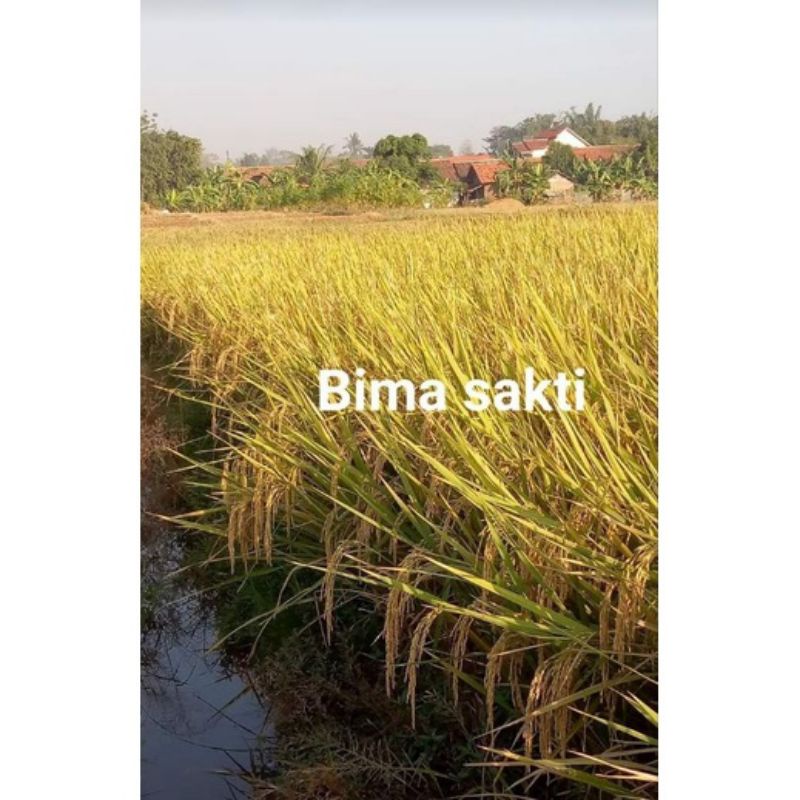 Benih Padi Unggul terbaru BIMA SAKTI 5kg