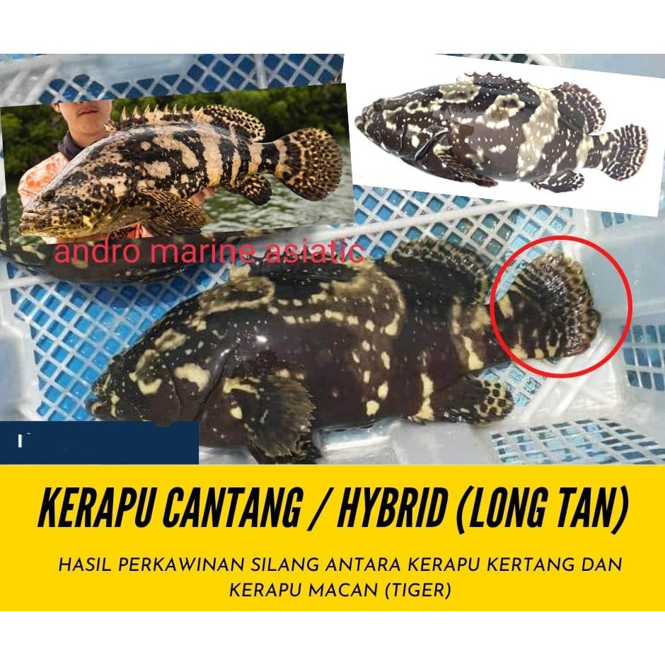 ikan kerapu hybrid/cantang/bunga kondisi hidup