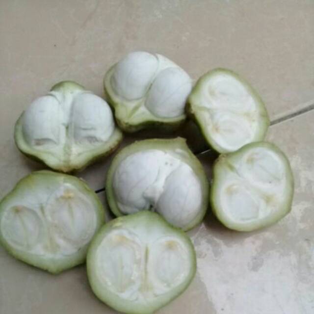 

Jual kemiri muda 1KG untuk pengobatan