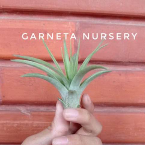 Tillandsia Hybrid ( T. Concolor X Capitata Roja)