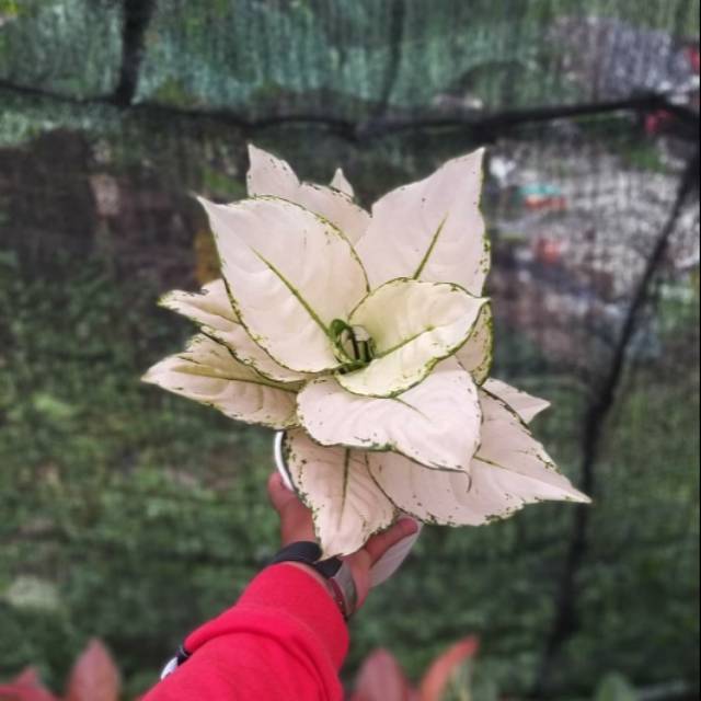 Aglonema Indukan Super White Tisu - Tanaman Hias Hidup
