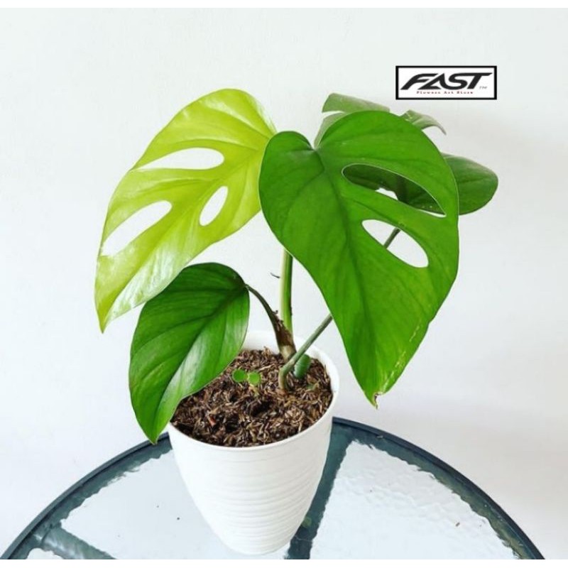 Tanaman Hias Philodendron Monstera Raphidopora Pertusa - Monstera Mini - Monstera Pertusa