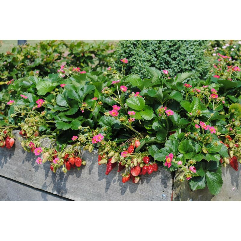 strawberry merlan /bibit strawberry merlan /bibit strawberry murah