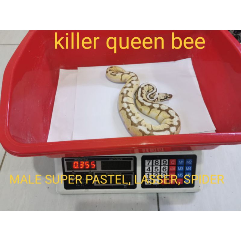 ball  python pastel, laser, spider