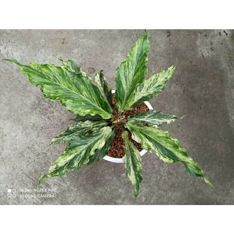 Bibit gelombang cinta varigata putih