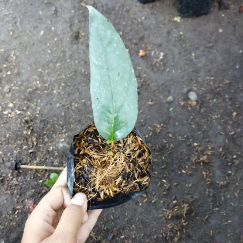 Tanaman hias epipremnum pitanum cebublue-monstera ekor naga silver(anakan)