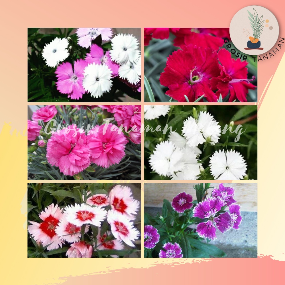 Bibit Tanaman Hias Bunga Anyelir (Berbunga) - Tanaman Dhiantus Murah Tanaman Hias Bunga Dianthus / A