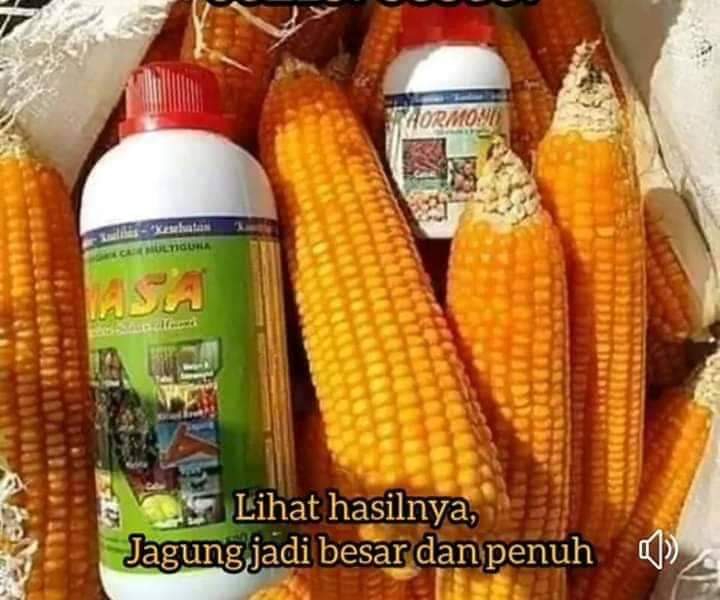 TERMURAH PAKET PUPUK ORGANIK CAIR UNTUK JAGUNG ORGANIK POC NASA 500CC DAN HORMONIK 100 CC-PUPUK NASA