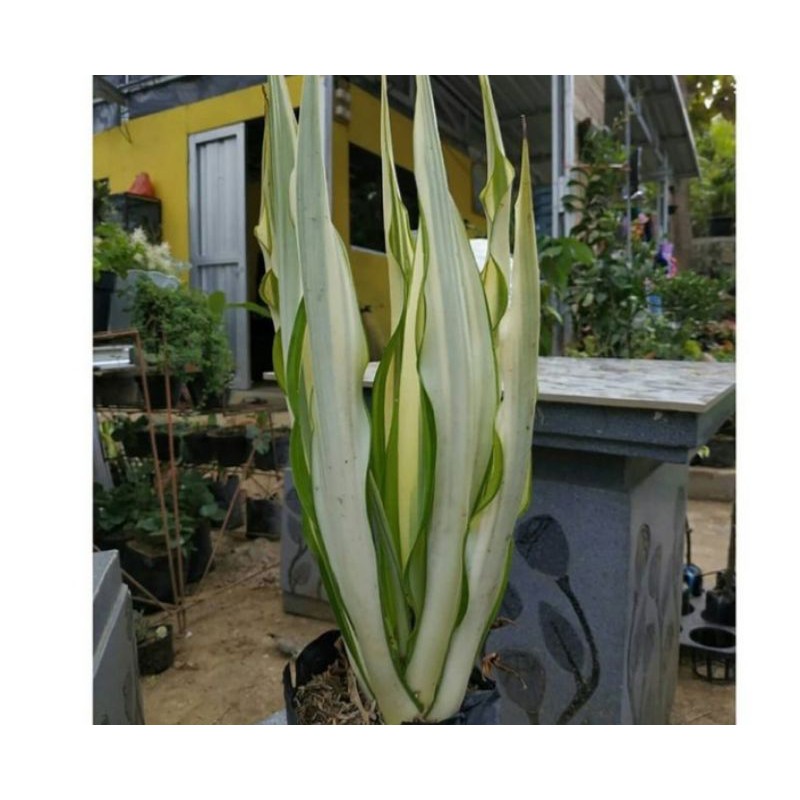 Tanaman hias agave - tanaman agave remaja