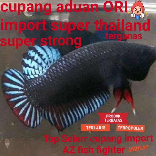 

Cupang aduan import super/ori langsung dari thailand/siap tempur dikalangan