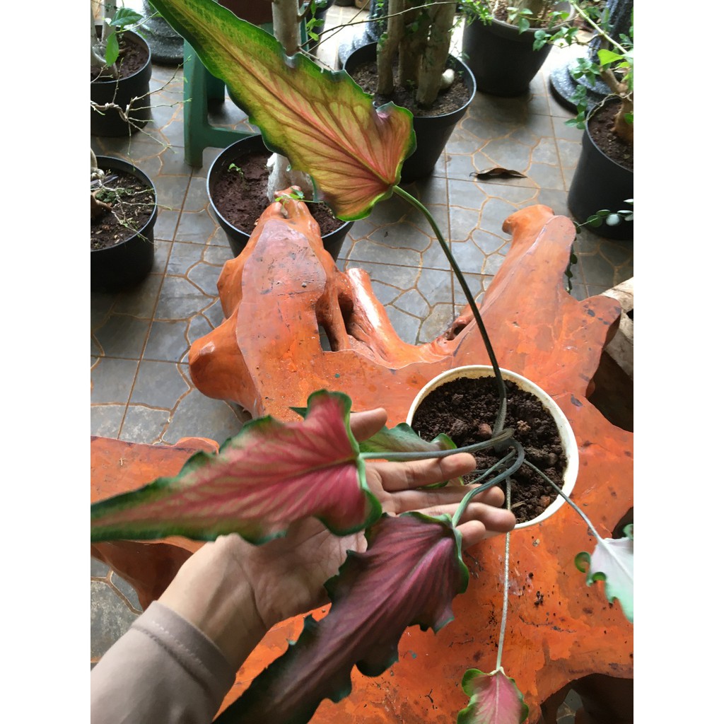 KELADI KERIS/CALLADIUM KERIS/ BUNGA KELADI KERIS