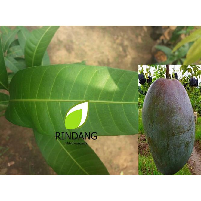 BIBIT BUAH MANGGA KIOJAY THAILAND I MANGGA KIO JAY THAILAND N4WF