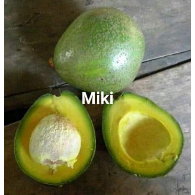 Bibit alpukat miki cepat berbunga