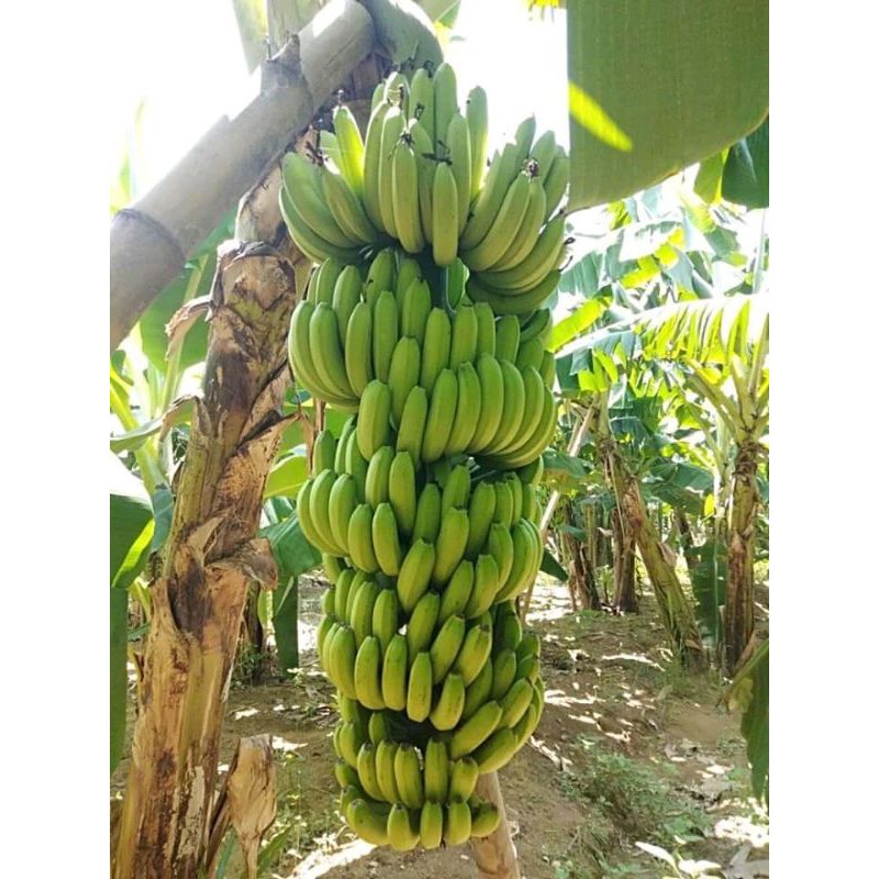 bibit cavendish siegar super kualitas expor 10 gratis 1