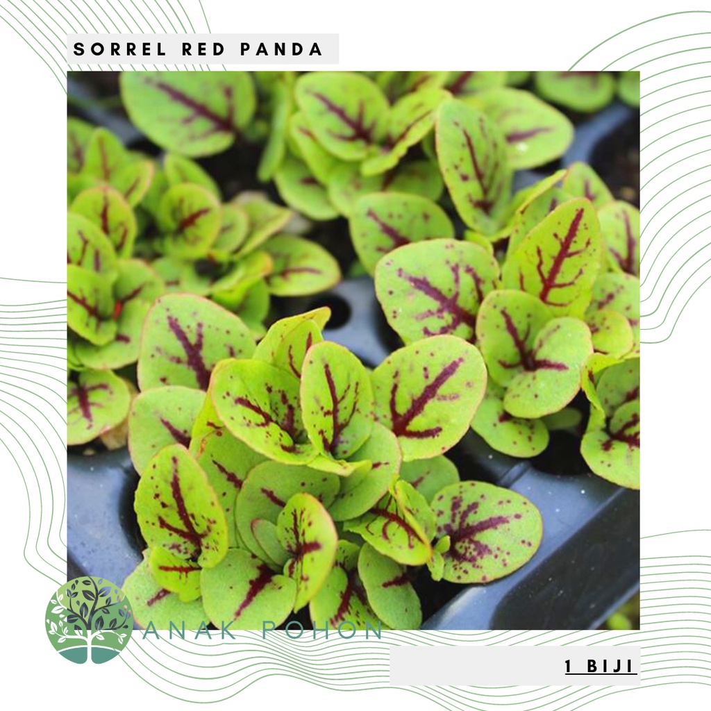 Benih Bibit Biji - Sorrel Red Panda Salad Leaves Seeds - IMPORT - Cocok untuk Salad & Microgreens
