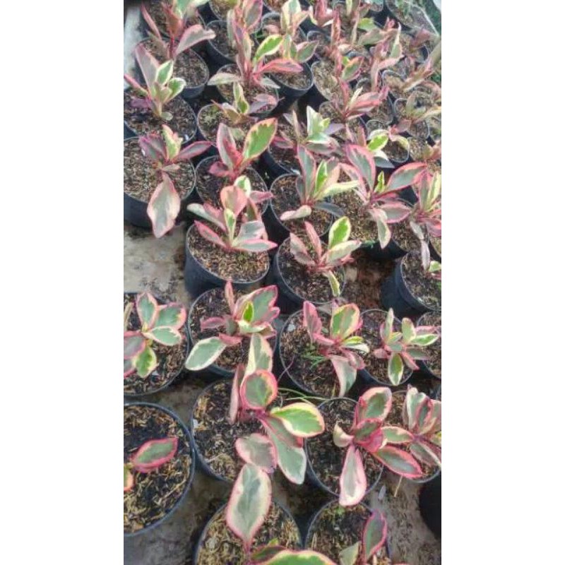 TEPLAN VARIGATA MERAH