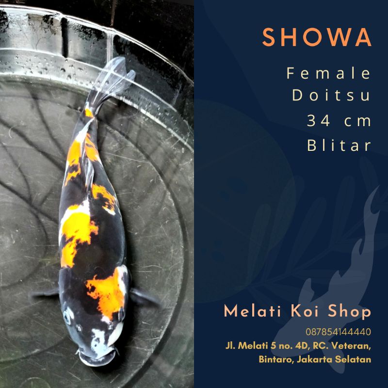 ikan  koi showa doitsu 34cm