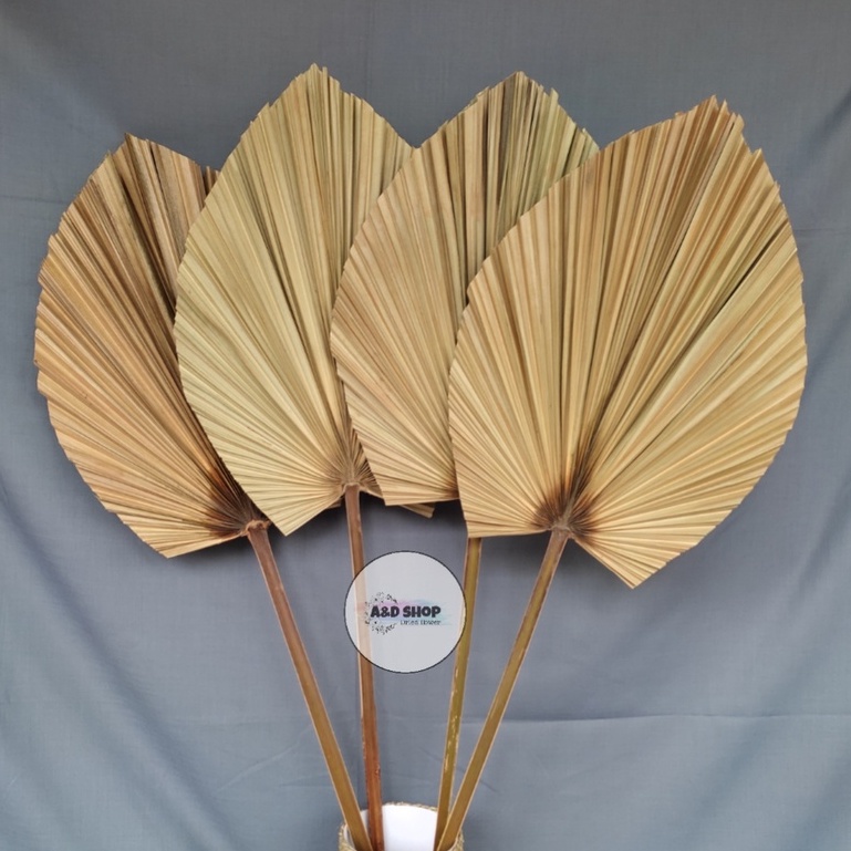 TERMURAH || Daun Palem Kering/Daun Dekorasi  Warna Natural & Gold