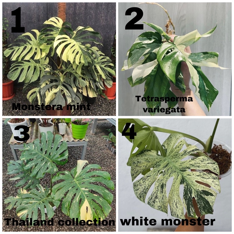Promo BISA COD Paket hemat 4 bibit bonggol monstera variegata / monstera variegata mint / monstera v