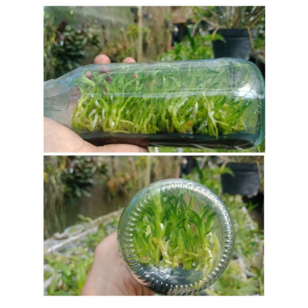 Bibit botol anggrek Gramma stapeli