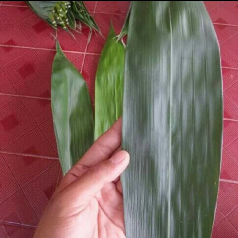 

DAUN BAMBU SEGAR UNTUK BUNGKUS MAKANAN
