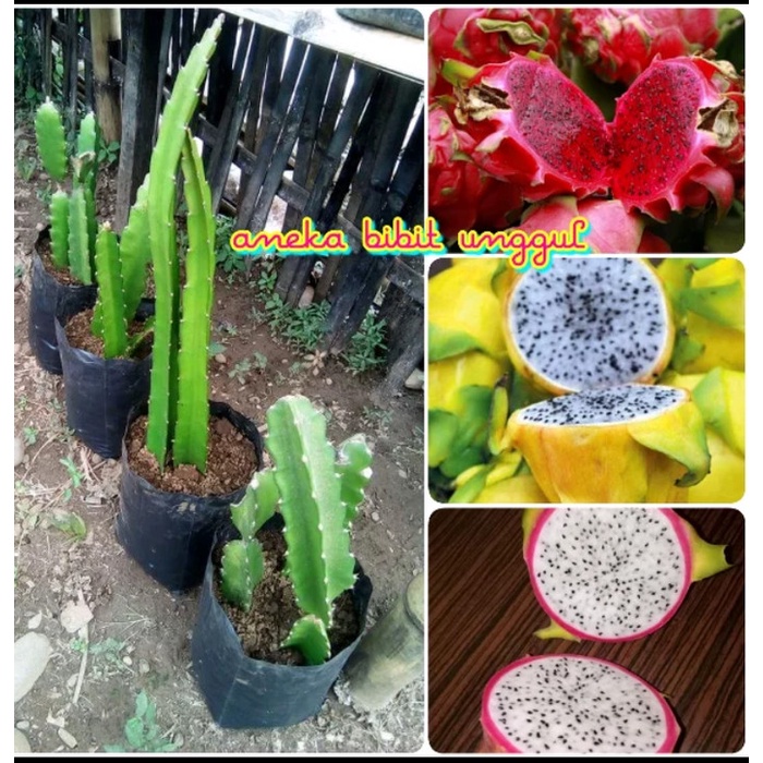 PAKET 3 BIBIT BUAH NAGA MERAH NAGA PUTIH NAGA KUNING SUPER