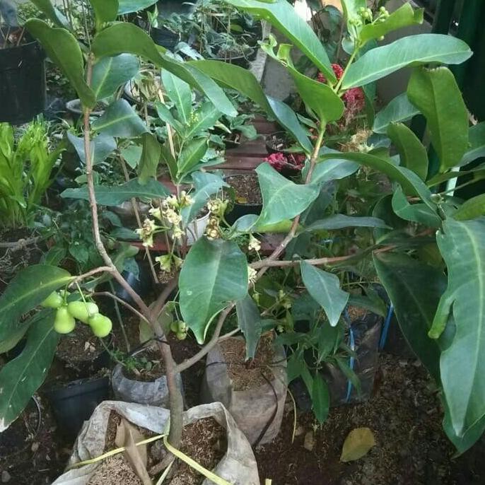 P@Koy Tanaman Jambu Air Cincalo/Bibit Tanaman Jambu Air Cincalo **
