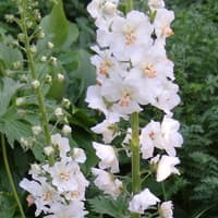 Benih Bibit Biji - Bunga Verbascum Flush of White Flower Seeds - IMPORT