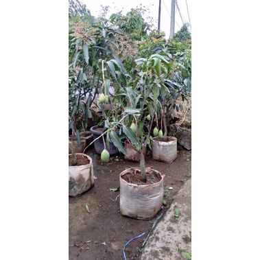 mangga manalagi situbondo berbuah