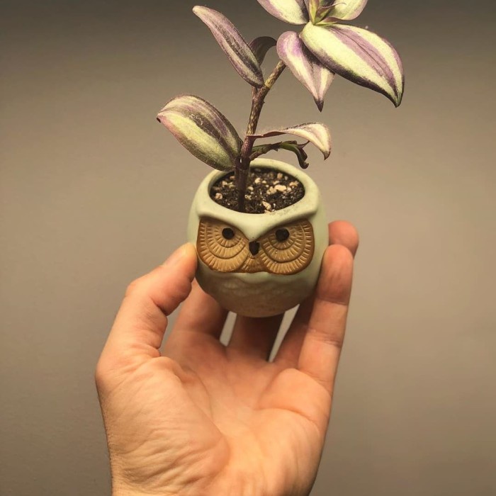 Tanaman hias gantung tradescantia - Pohon tradescantia