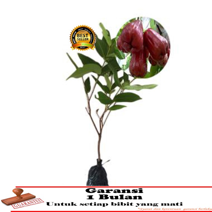 bibit tanaman jambu madu merah