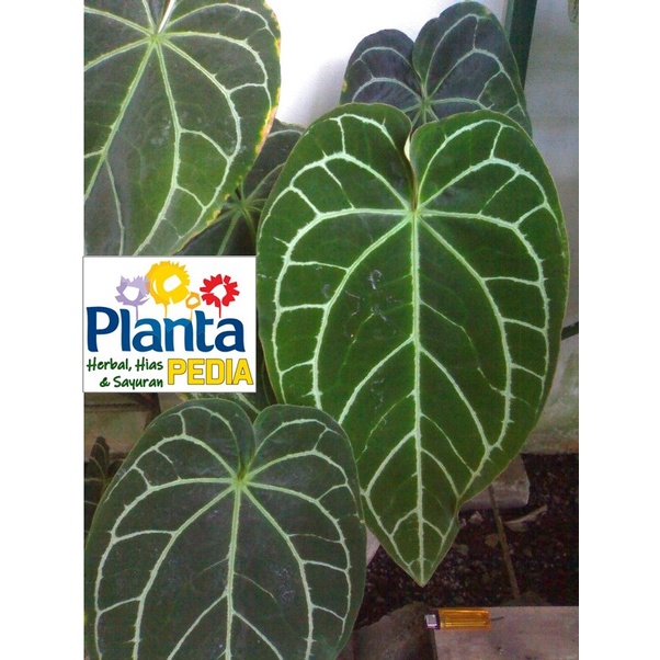 TANAMAN HIAS HIDUP MURAH KUPING GAJAH (Anthurium crystallinum) UNIK PENGHIAS RUMAH