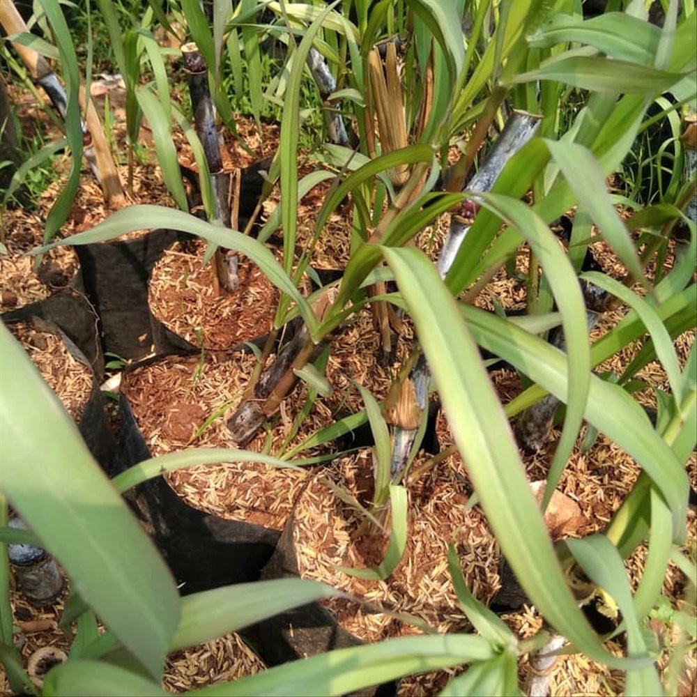 bibit tebu ireng bibit tebu hitam pohon tebu wulung