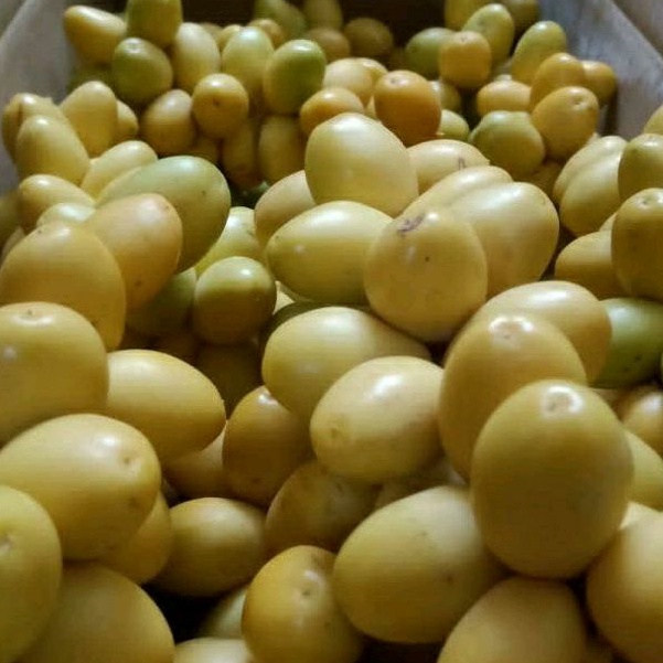 

KURMA MUDA BARHI SEGAR BUKAN FROZEN