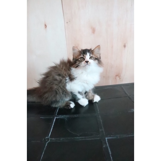 kitten persia mix mc