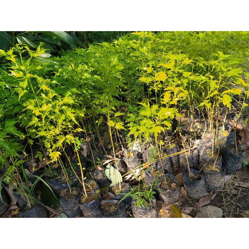 Crystalcove12 (Stok Terbatas) Paling Dicari Bibit Tanaman Pohon Kayu Cendana Bali Asli