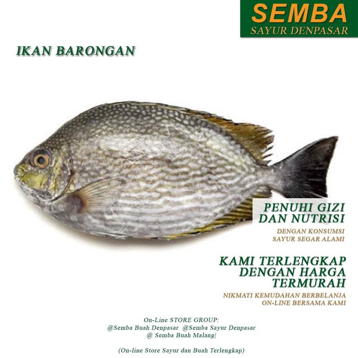 

IKAN BARONANG 1KG seafood DENPASAR BALI sembako bumbu dapur lauk food bahan makanan murah fresh