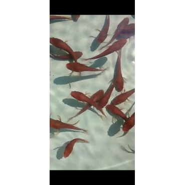 super red barito sp sangu