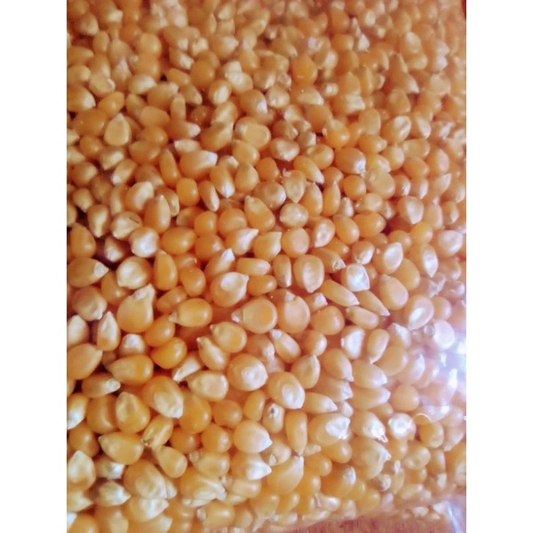 

jagung pop corn 1 kg
