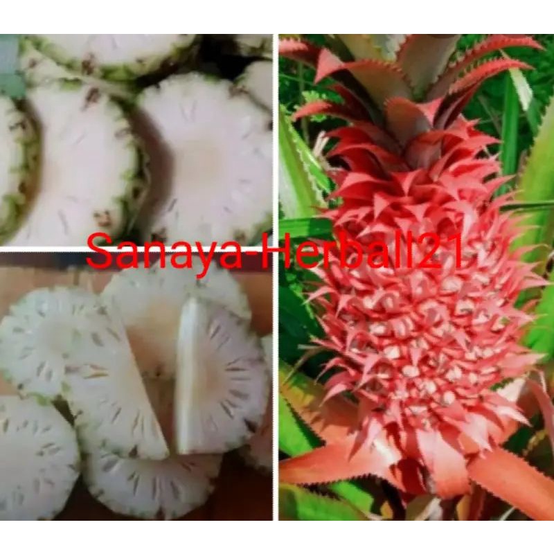 

nanas merah hutan segar per 500 gram