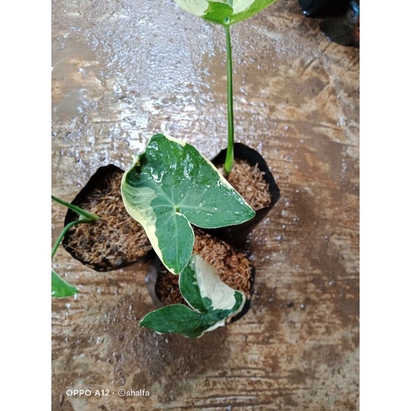 keladi kantung semar